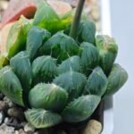Haworthia Seedling MS008 Betsu Yamada x Waxy Obtusa - 10