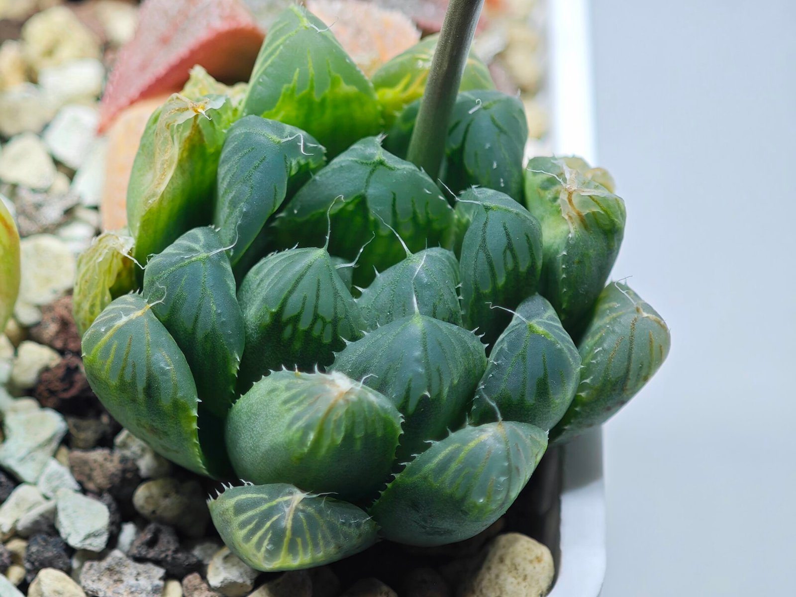 Haworthia Seedling MS008 Betsu Yamada x Waxy Obtusa - 10