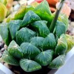 Haworthia Seedling MS008 Betsu Yamada x Waxy Obtusa - 11