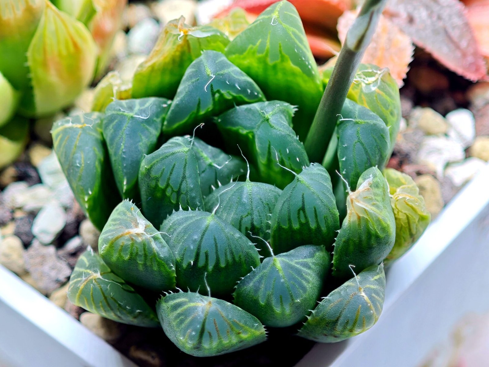 Haworthia Seedling MS008 Betsu Yamada x Waxy Obtusa - 11