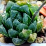 Haworthia Seedling MS008 Betsu Yamada x Waxy Obtusa - 12