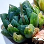 Haworthia Seedling MS008 Betsu Yamada x Waxy Obtusa - 13