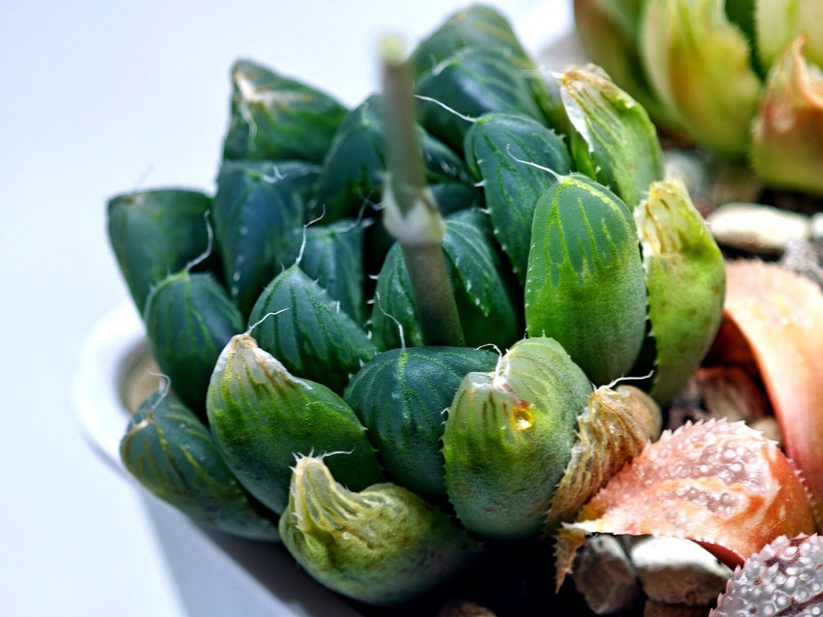 Haworthia Seedling MS008 Betsu Yamada x Waxy Obtusa - 13