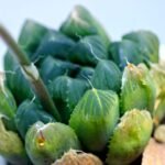 Haworthia Seedling MS008 Betsu Yamada x Waxy Obtusa - 14