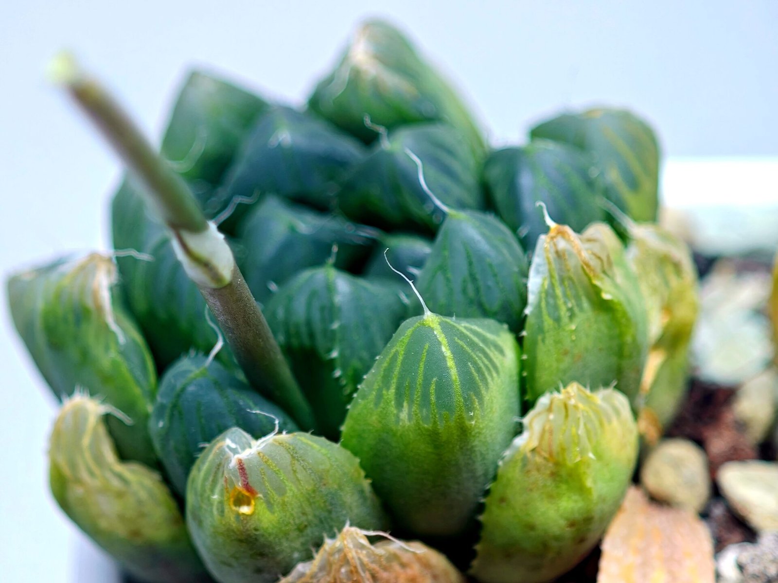 Haworthia Seedling MS008 Betsu Yamada x Waxy Obtusa - 14