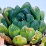 Haworthia Seedling MS008 Betsu Yamada x Waxy Obtusa - 15