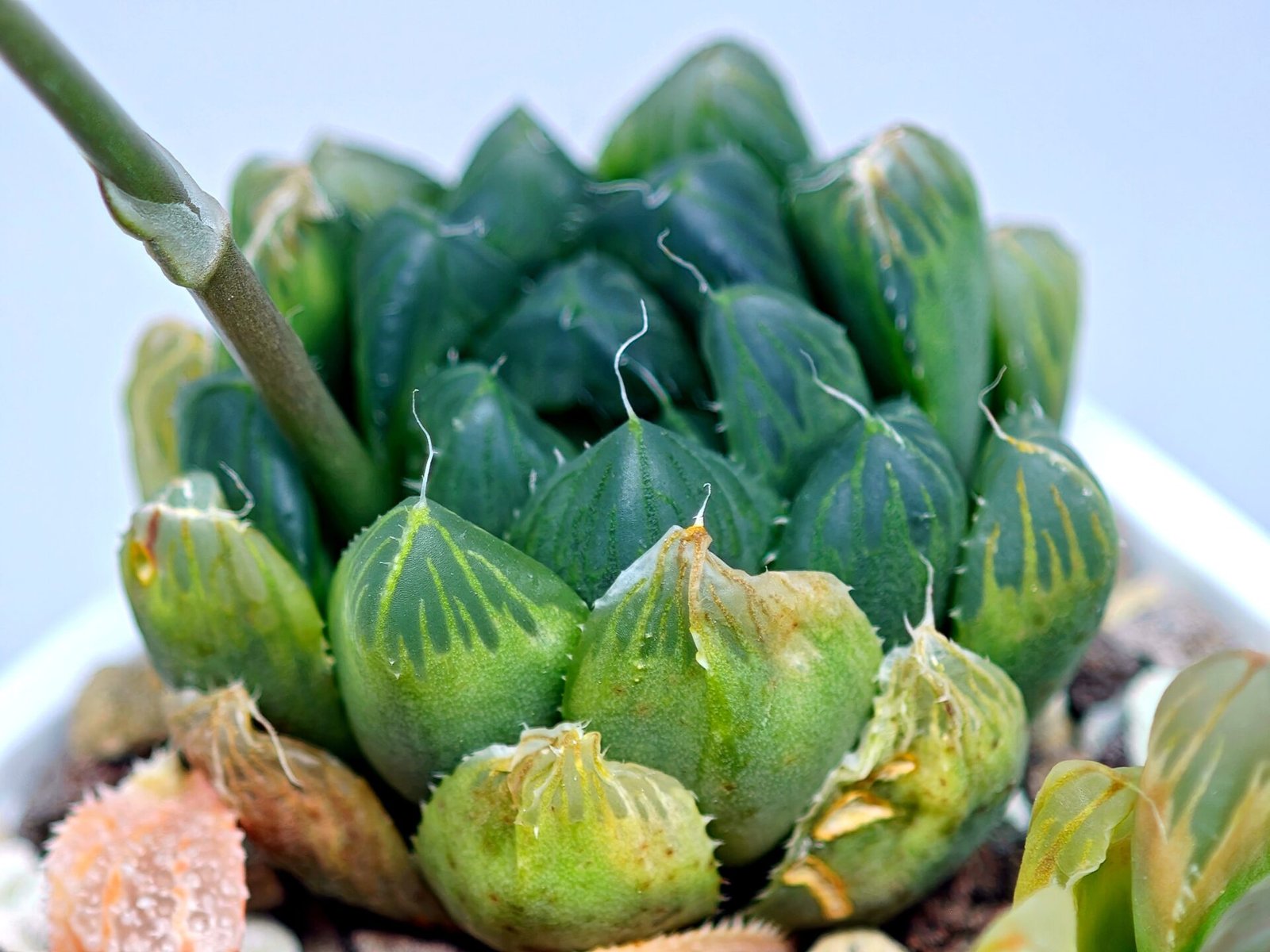 Haworthia Seedling MS008 Betsu Yamada x Waxy Obtusa - 15