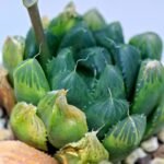 Haworthia Seedling MS008 Betsu Yamada x Waxy Obtusa - 16