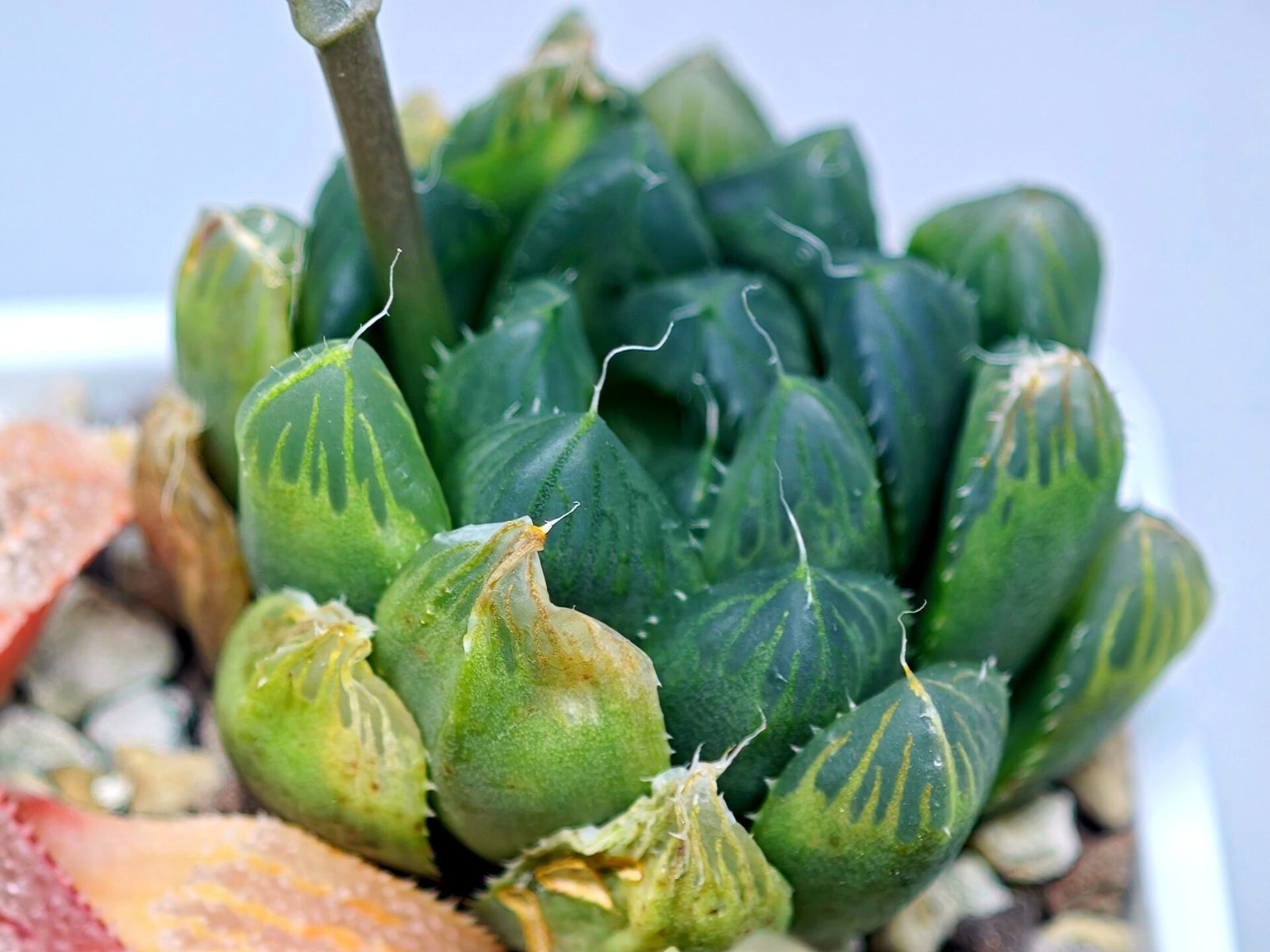 Haworthia Seedling MS008 Betsu Yamada x Waxy Obtusa - 16