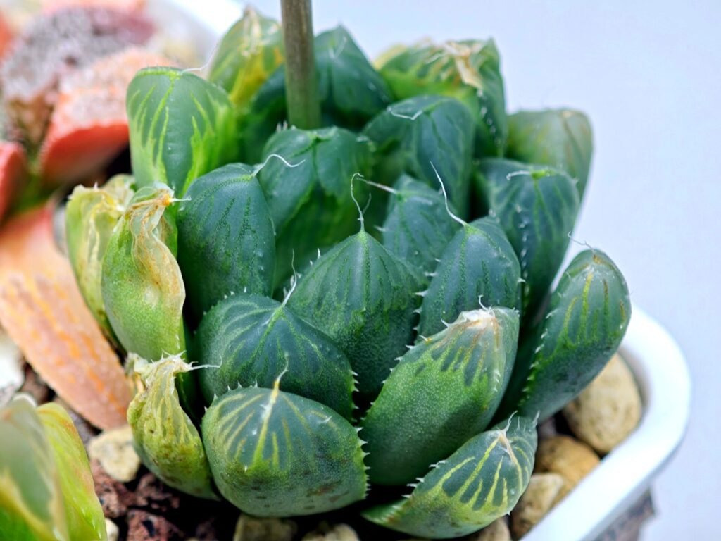 Home 2 Haworthia Seedling MS008 Betsu Yamada x Waxy Obtusa - 17