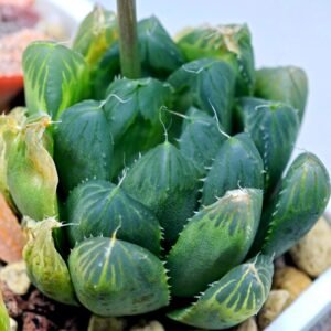 Haworthia Seedling MS008 Betsu Yamada x Waxy Obtusa - 17