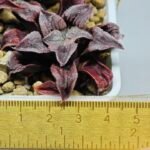Haworthia Seedling Yuki Usagi x Compto Var MS001 - 1