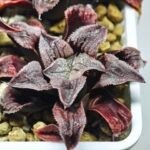 Haworthia Seedling Yuki Usagi x Compto Var MS001 - 2