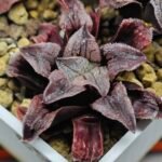 Haworthia Seedling Yuki Usagi x Compto Var MS001 - 3