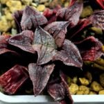Haworthia Seedling Yuki Usagi x Compto Var MS001 - 4