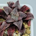 Haworthia Seedling Yuki Usagi x Compto Var MS001 - 7