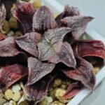 Haworthia Seedling Yuki Usagi x Compto Var MS001 - 8