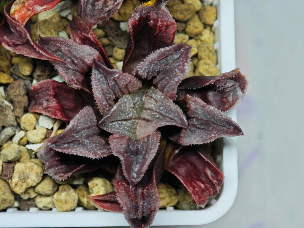 Haworthia Seedling Yuki Usagi x Compto Var MS001 - 9