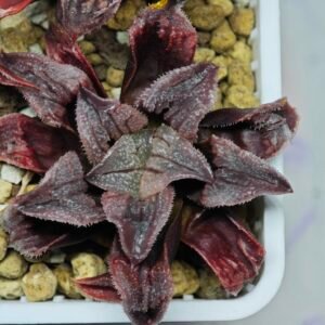 Haworthia Seedling Yuki Usagi x Compto Var MS001 - 9