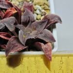 Haworthia Seedling Yuki Usagi x Compto Var MS003 - 1