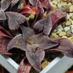 Haworthia Seedling Yuki Usagi x Compto Var MS003 - 2