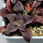 Haworthia Seedling Yuki Usagi x Compto Var MS003 - 3