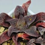 Haworthia Seedling Yuki Usagi x Compto Var MS003 - 6