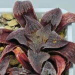 Haworthia Seedling Yuki Usagi x Compto Var MS003 - 7