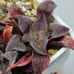 Haworthia Seedling Yuki Usagi x Compto Var MS003 - 8