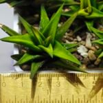 Haworthia Glabrata White Variegated - 1
