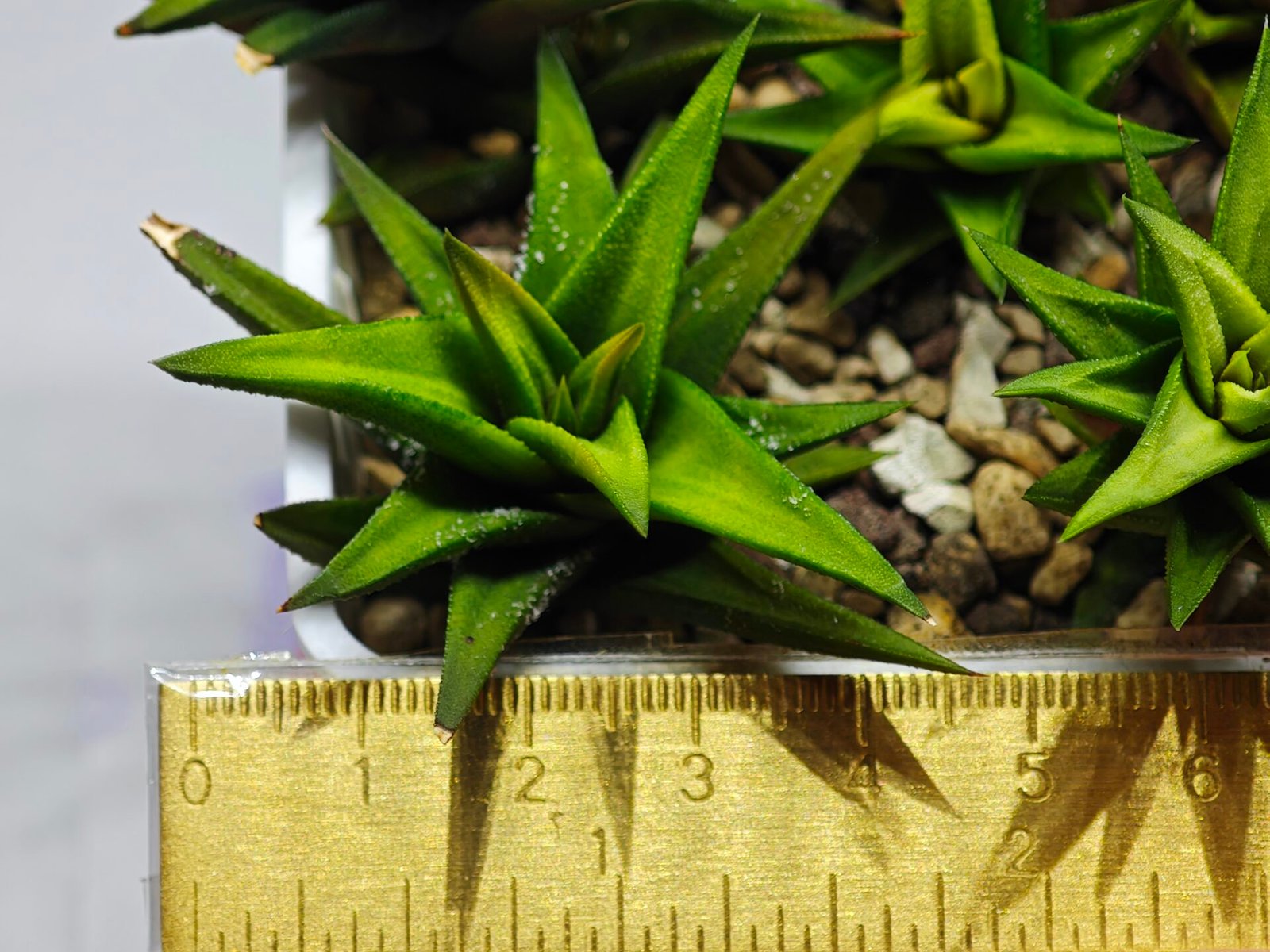 Haworthia Glabrata White Variegated - 1
