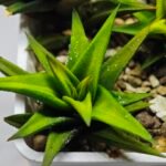 Haworthia Glabrata White Variegated - 2