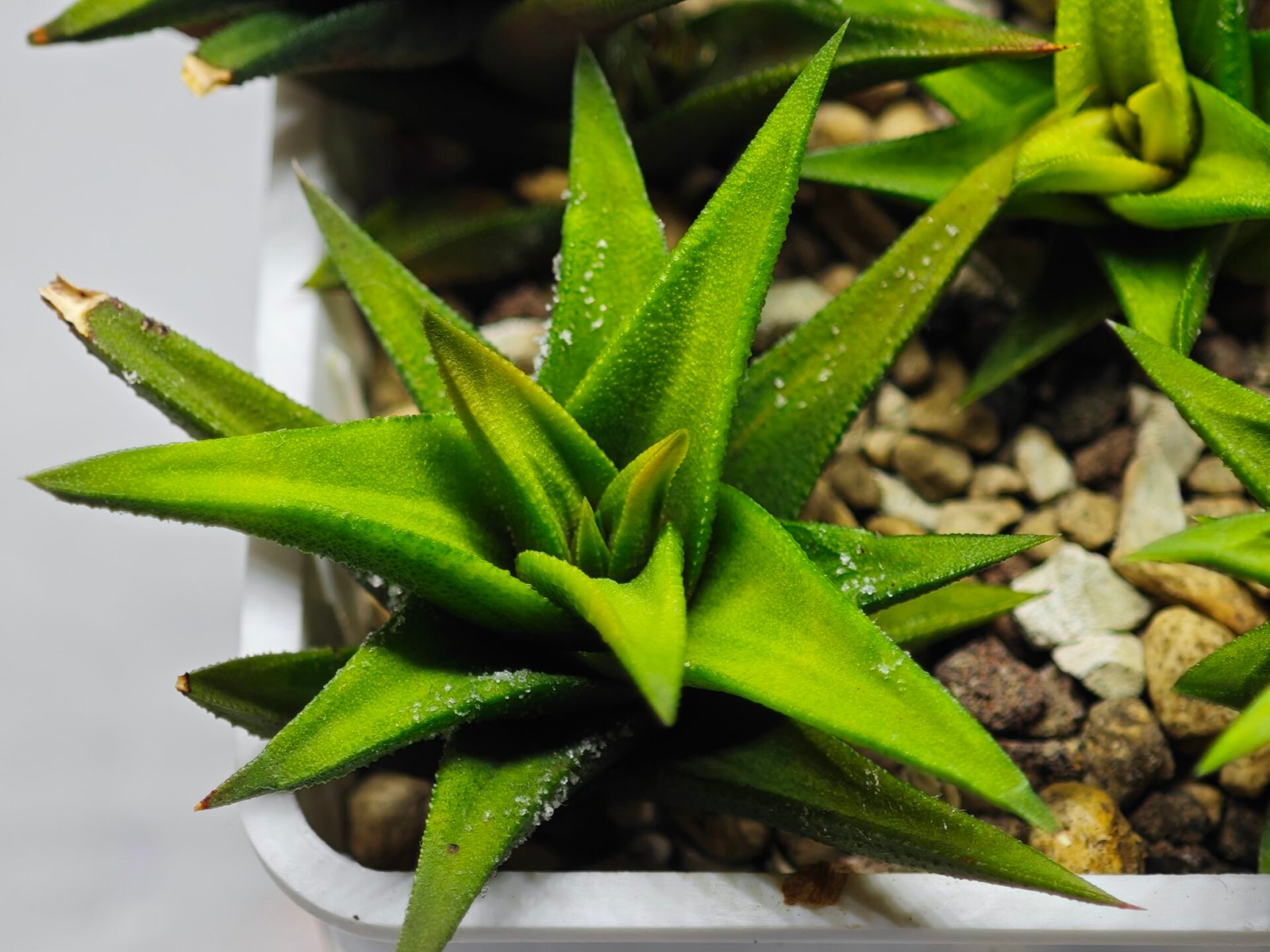 Haworthia Glabrata White Variegated - 2