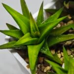 Haworthia Glabrata White Variegated - 3