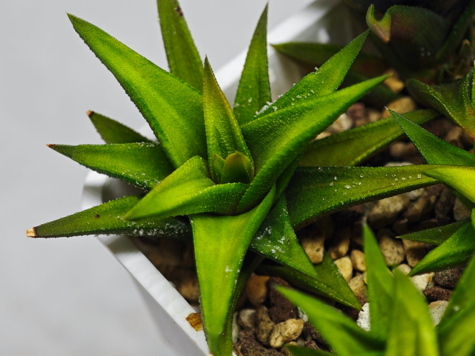 Haworthia Glabrata White Variegated - 3