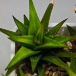 Haworthia Glabrata White Variegated - 4