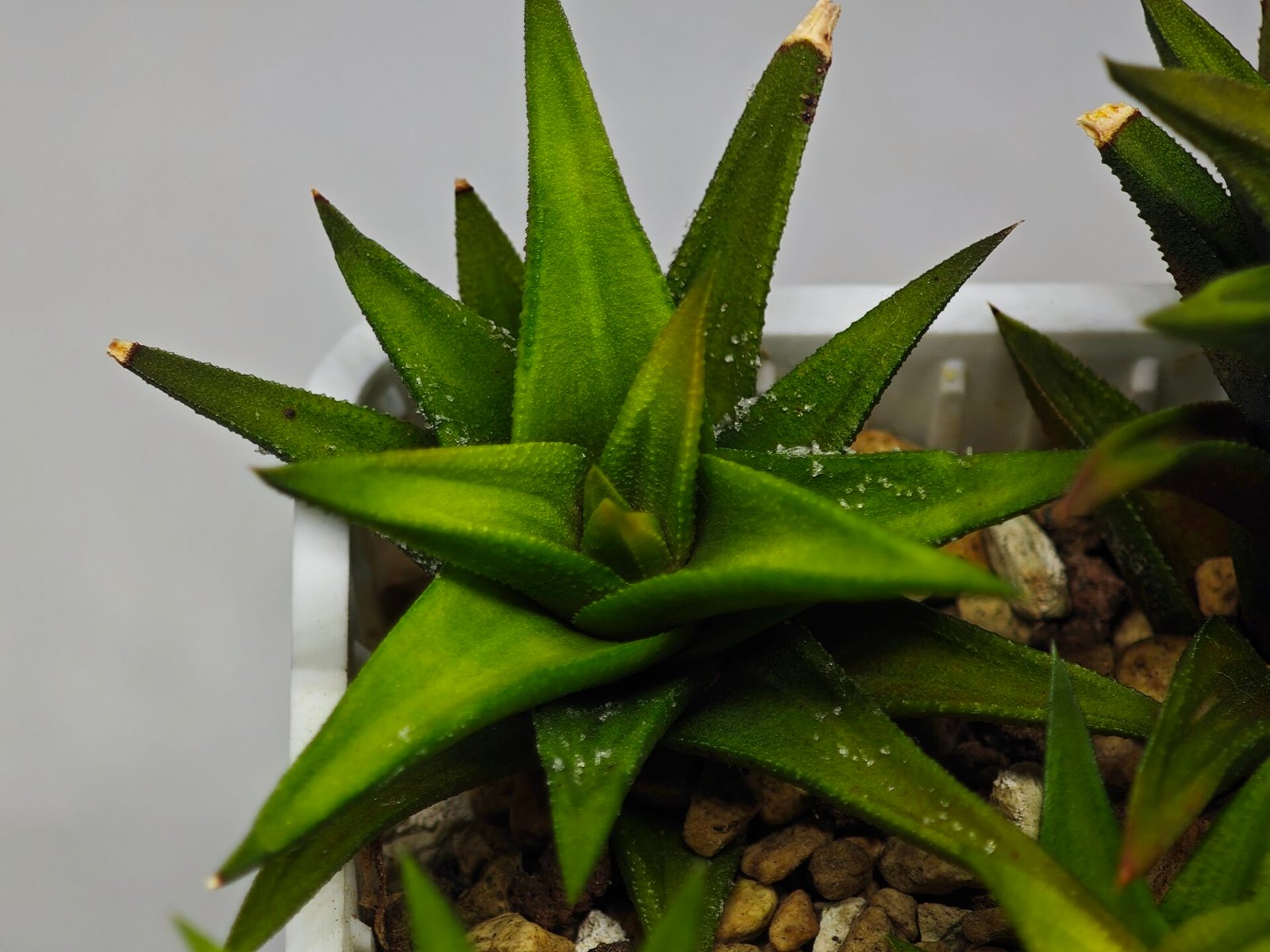 Haworthia Glabrata White Variegated - 4