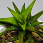 Haworthia Glabrata White Variegated - 5