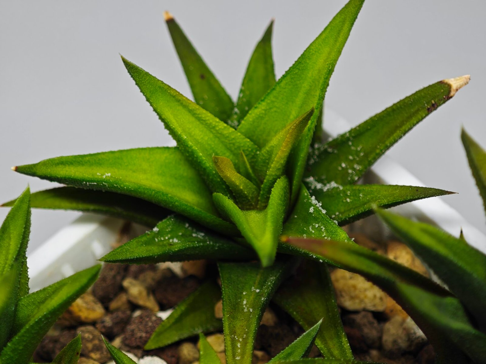 Haworthia Glabrata White Variegated - 5