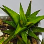 Haworthia Glabrata White Variegated - 6