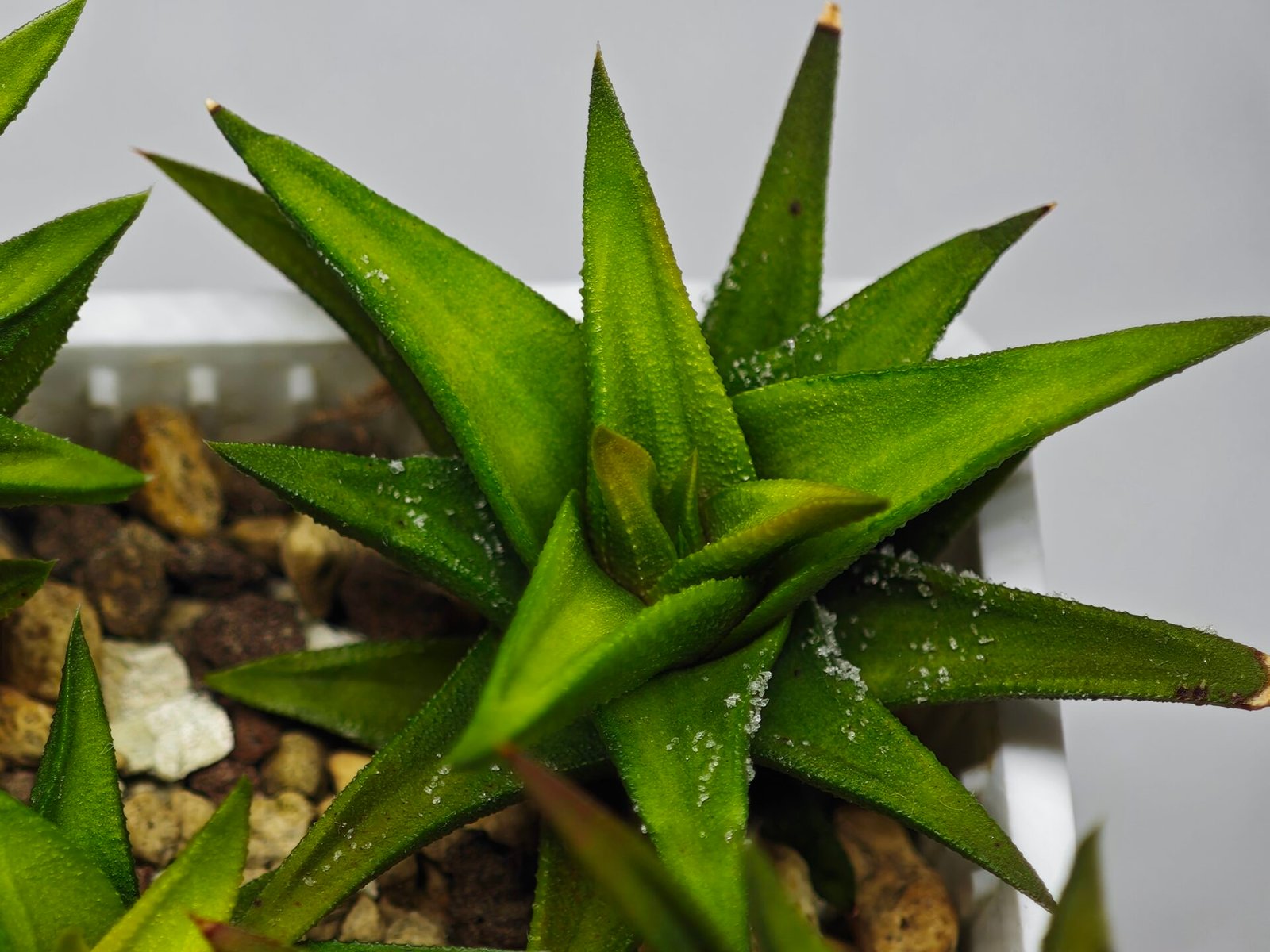 Haworthia Glabrata White Variegated - 6