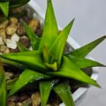 Haworthia Glabrata White Variegated - 7
