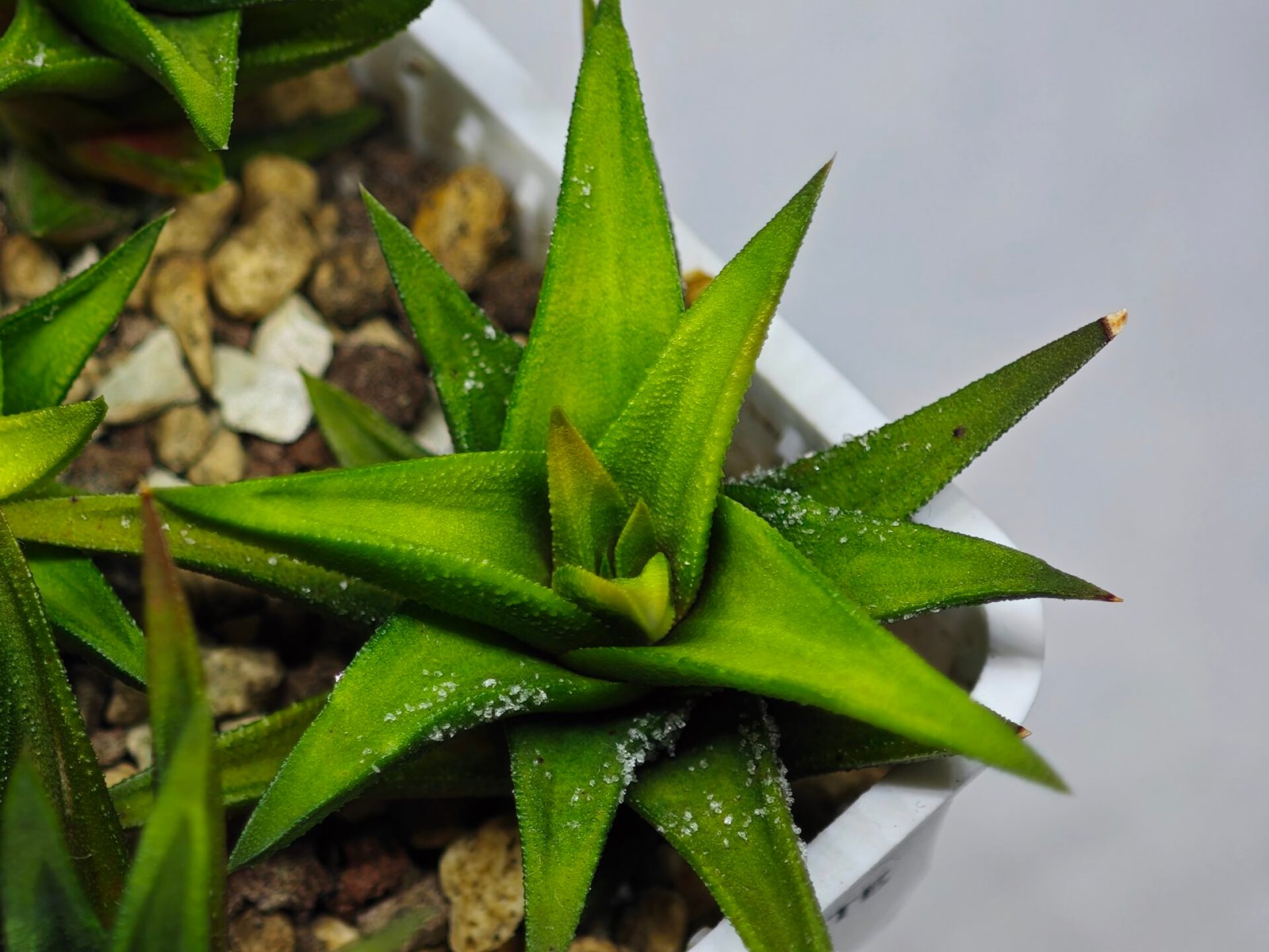Haworthia Glabrata White Variegated - 7