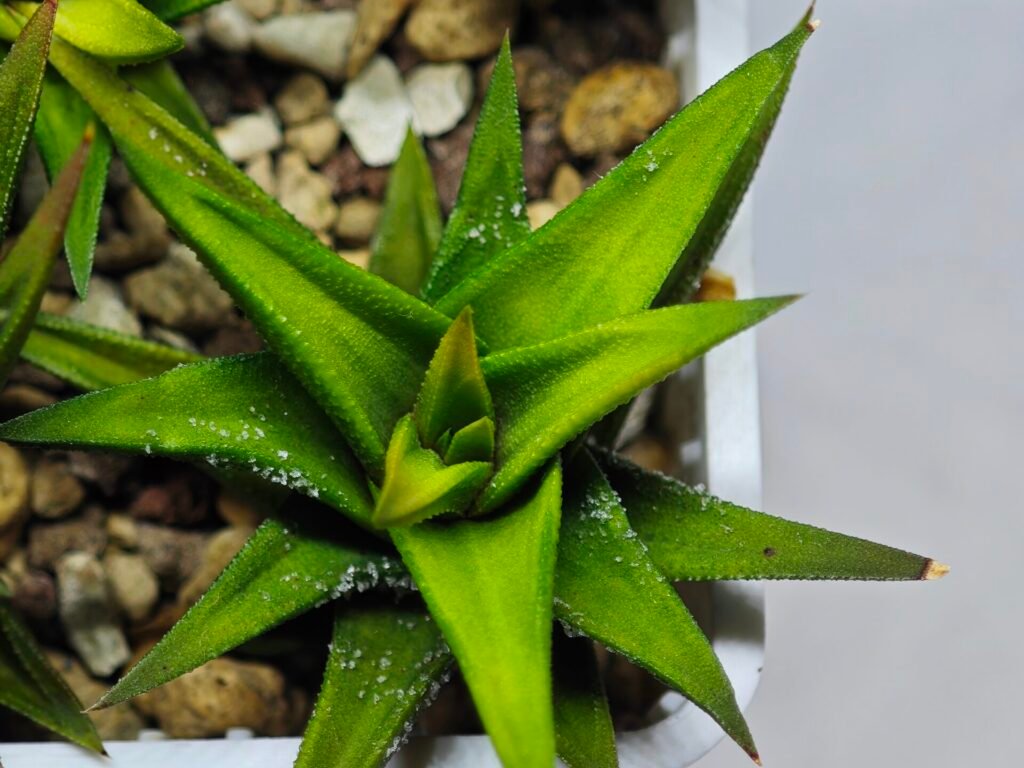 Haworthia Glabrata White Variegated - 8