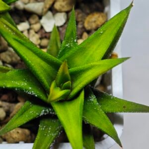 Haworthia Glabrata White Variegated - 8