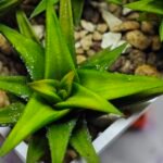 Haworthia Glabrata White Variegated - 9