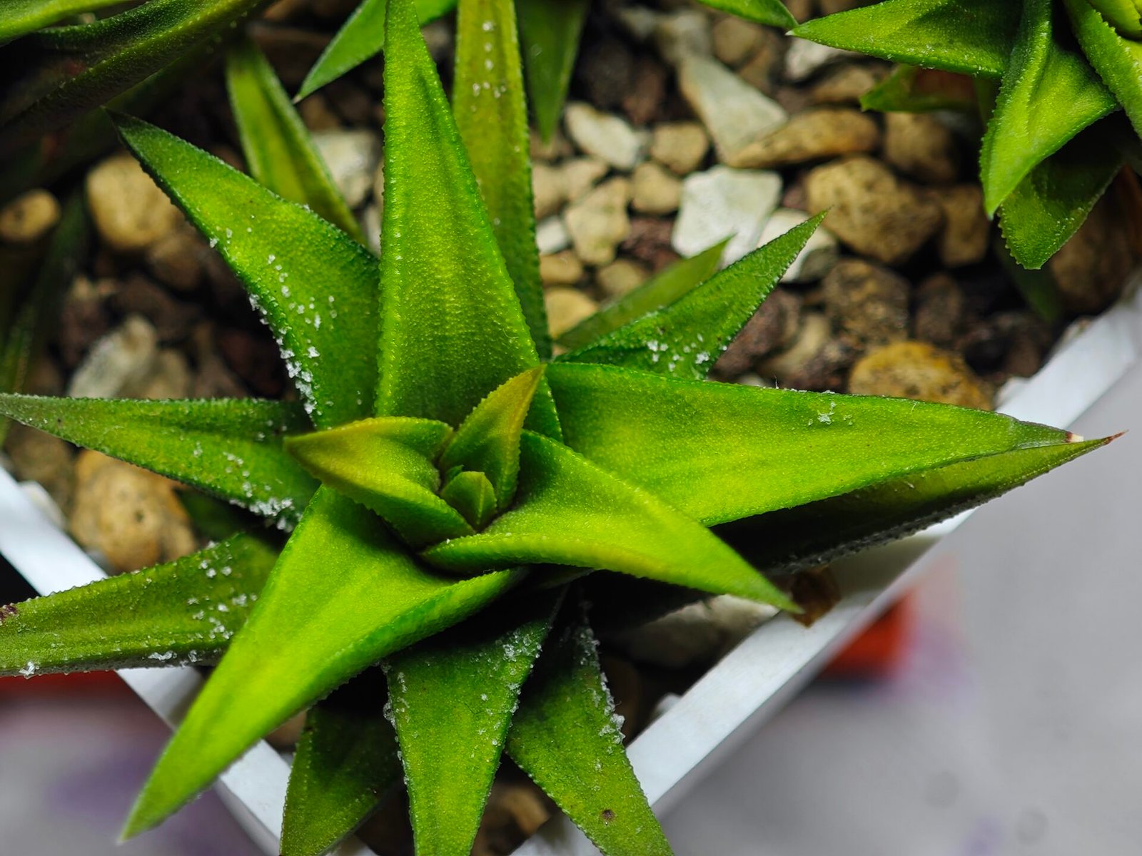 Haworthia Glabrata White Variegated - 9
