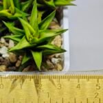 Haworthia Glabrata White Variegated - 1