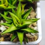 Haworthia Glabrata White Variegated - 2