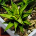 Haworthia Glabrata White Variegated - 3